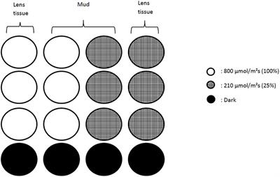 Effect of Light Intensity and Light Quality on Diatom Behavioral and Physiological Photoprotection